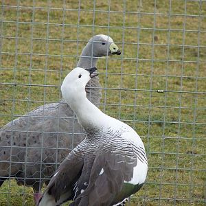 Cape Barren and Megellan Geese