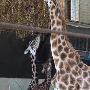 Giraffe Family