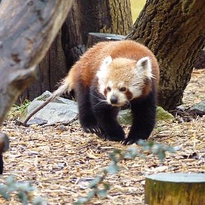 Red Panda