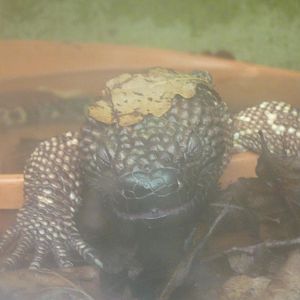 Beaded Lizard