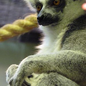 Ring-Tailed Lemur