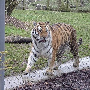 Yenna the Amur Tiger
