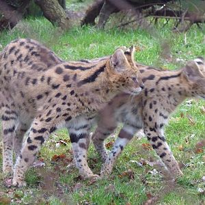 Servals