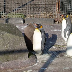 Maclean the King chick with dad
