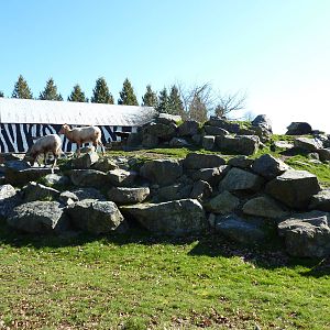 Bighorn Sheep Enclosure