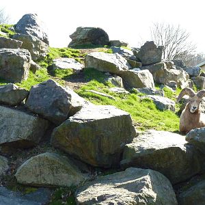 Bighorn Sheep Enclosure