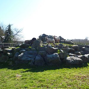 Bighorn Sheep Enclosure