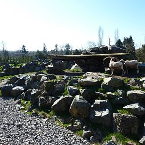 Bighorn Sheep Enclosure