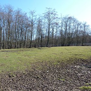 3-Acre Sika/Fallow/Pere Davids Deer Enclosure