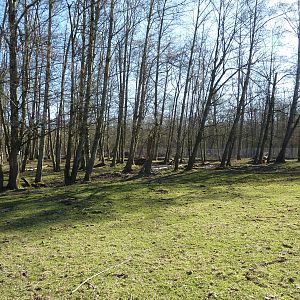 3-Acre Sika/Fallow/Pere Davids Deer Enclosure