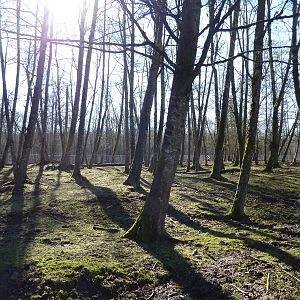 3-Acre Sika/Fallow/Pere Davids Deer Enclosure