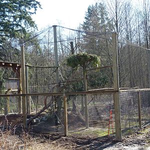 Bald Eagle Aviary