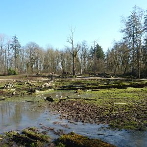 15-Acre Roosevelt Elk/Bison Enclosure