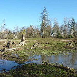 15-Acre Roosevelt Elk/Bison Enclosure