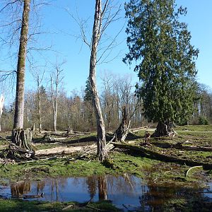 15-Acre Roosevelt Elk/Bison Enclosure