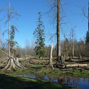 15-Acre Roosevelt Elk/Bison Enclosure