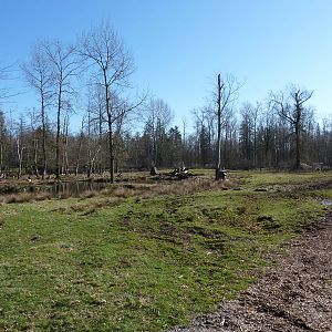 1.5-Acre Roosevelt Elk Enclosure