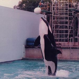 Nemo the Killer Whale