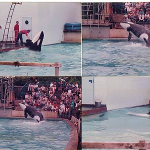 Winnie the Killer Whale