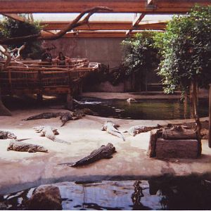 Alligator Bay
