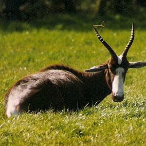 Bontebok @ Suffolk Wildlife Park 25.04.1999