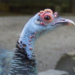 Ocellated Turkey