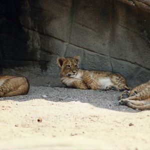 1995 - Lions at Hagenbeck, Hamburg