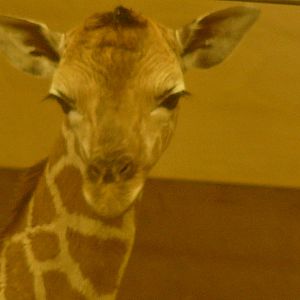 Baby Giraffe