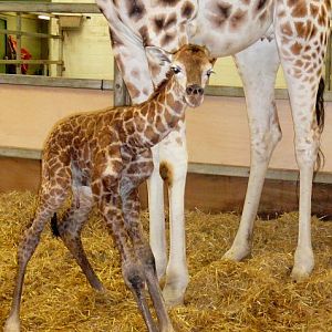 Baby Giraffe at Paignton