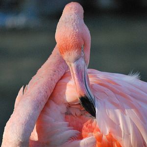 Caribbean chilean flamingos 197