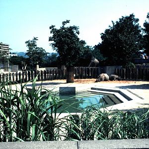 Mysterious tusker in Wilhelma