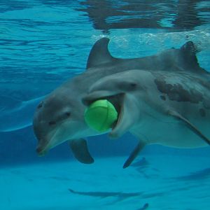 Dolphins playing
