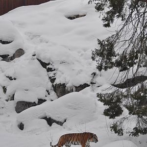 Siberian Tiger in Tiger World