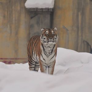 Siberian Tiger in Tiger World