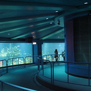 The Seas at EPCOT - Observation Deck View of Caribbean Coral Reef
