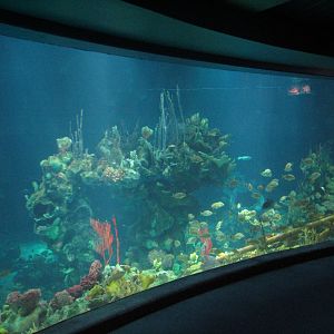 The Seas at EPCOT - Observation Deck View of Caribbean Coral Reef
