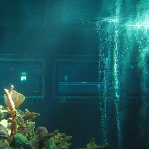 The Seas at EPCOT - Caribbean Coral Reef