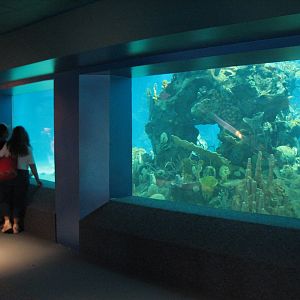 The Seas at EPCOT - Sea Base View of Dolphin Habitat
