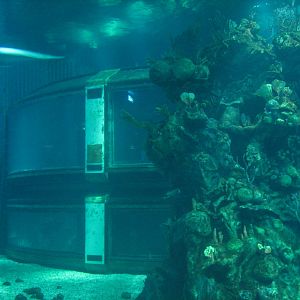 The Seas at EPCOT - Dolphin Habitat