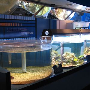 The Seas at EPCOT - Aquaculture Lab