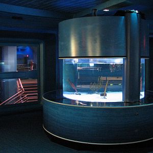 The Seas at EPCOT - Cuttlefish Exhibit in Aquaculture Lab