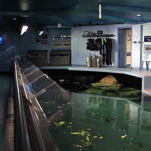 The Seas at EPCOT - West Indian Manatee Exhibit Upper Level