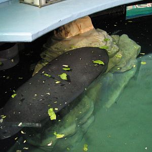 The Seas at EPCOT - West Indian Manatee Exhibit Upper Level