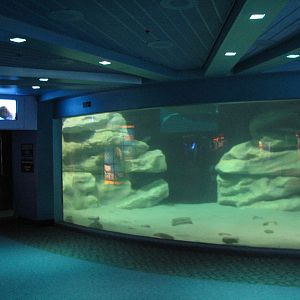 The Seas at EPCOT - West Indian Manatee Exhibit Lower Level