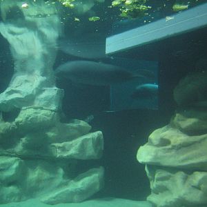 The Seas at EPCOT - West Indian Manatee Exhibit