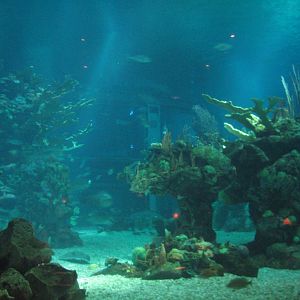 The Seas at EPCOT - View of Caribbean Coral Reef from Restaurant