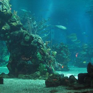 The Seas at EPCOT - View of Caribbean Coral Reef from Restaurant