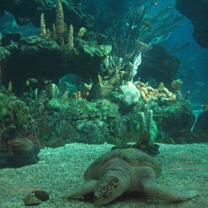 The Seas at EPCOT - View of Caribbean Coral Reef from Restaurant - Sea Turt
