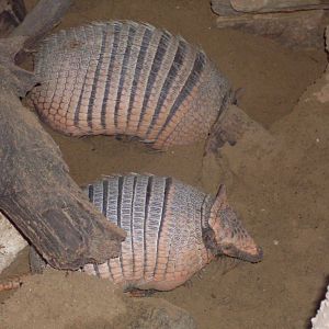 Six-banded armadillo