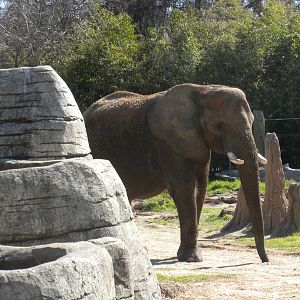 African Elephant